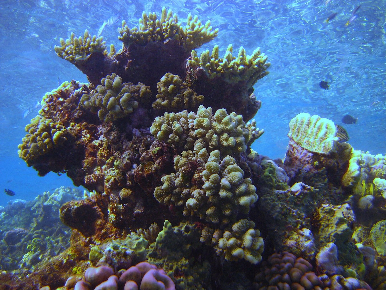 그레이트 배리어 리프의 산호